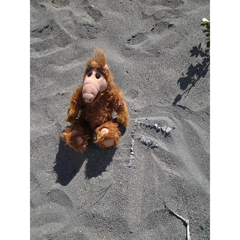Alf