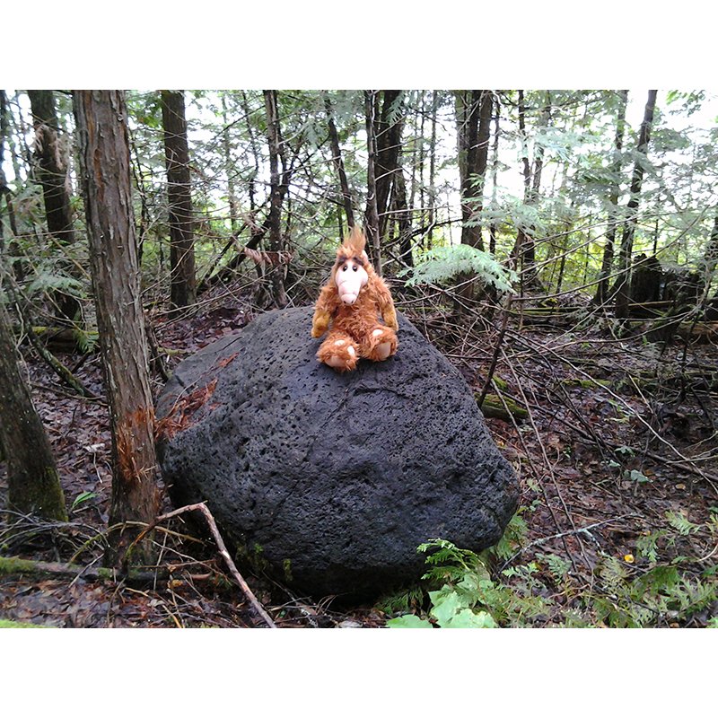 Alf