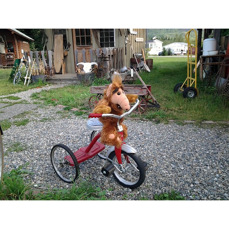 Alf